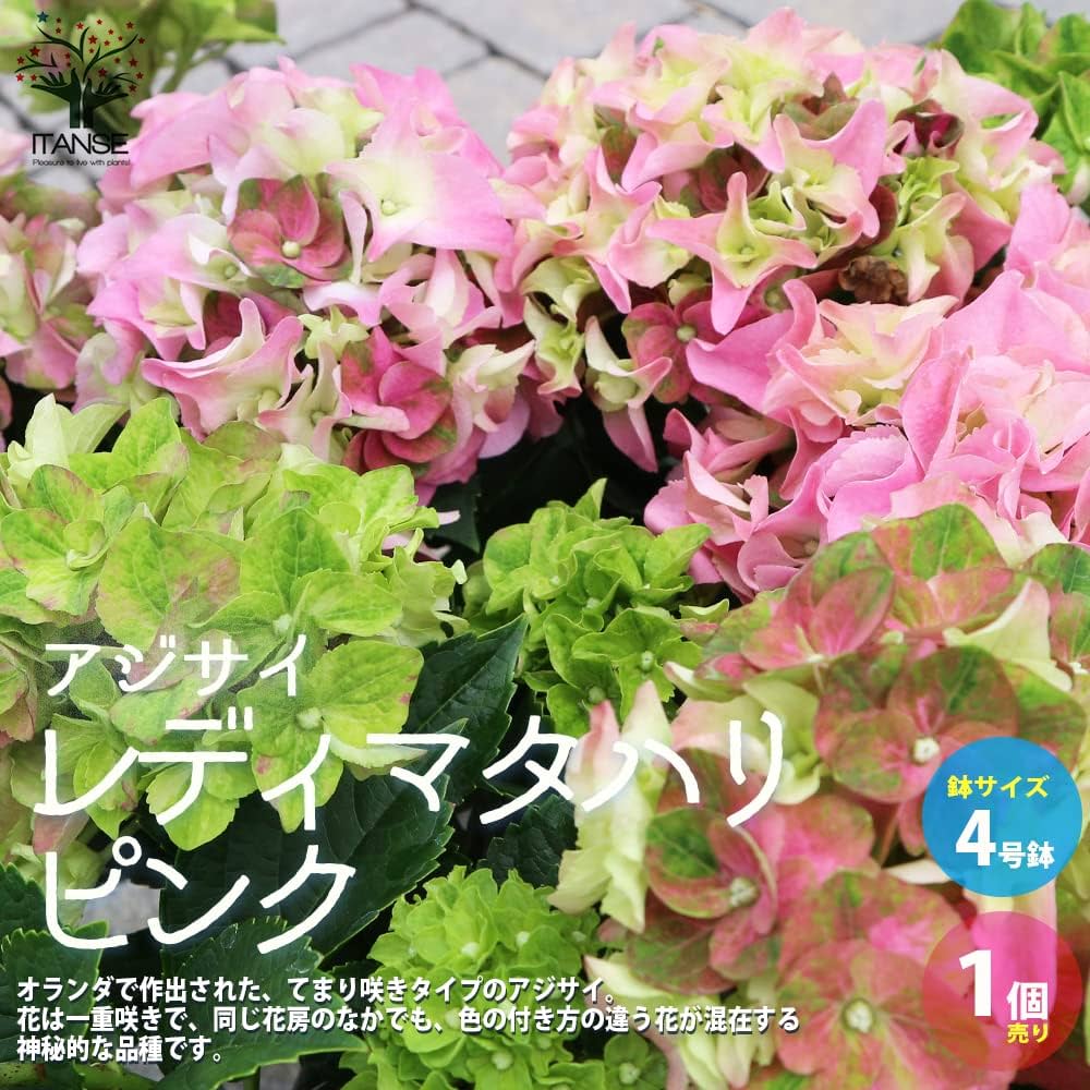 Amazon.co.jp: アジサイ・レディマタハリ ピンク 4号鉢 1個売り